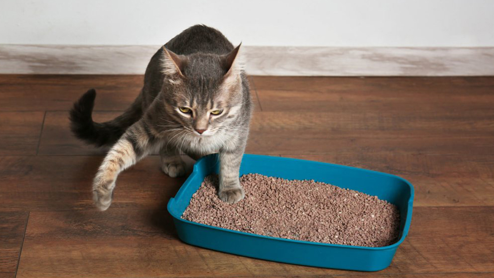 Erros comuns para evitar com a caixa de areia dos gatos - Folha