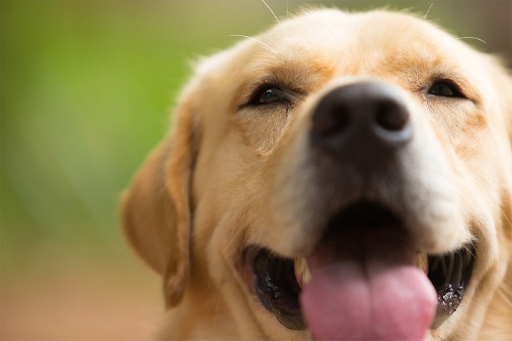 Lulu da Pomerânia: a origem das raças