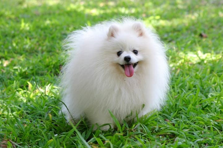 10 curiosidades sobre o Lulu da Pomerânia, Raças