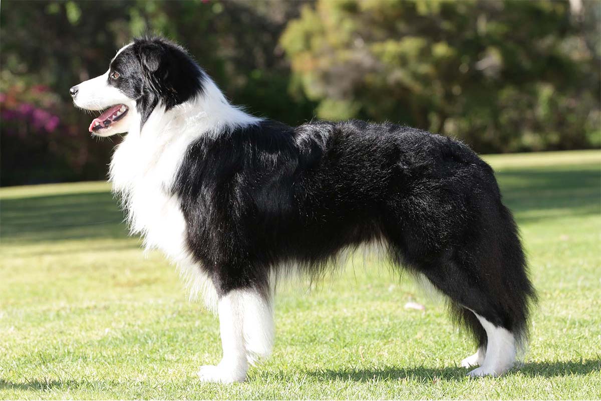 Border Collie, o cachorro mais inteligente do mundo