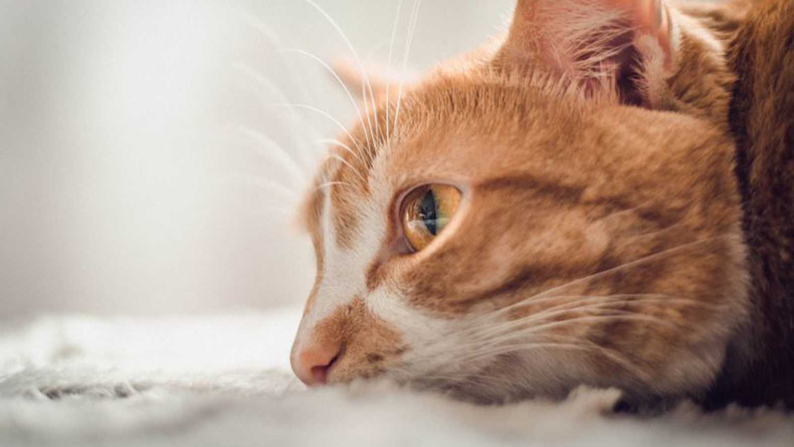 Gato vomitando amarelo: 6 CAUSAS E TRATAMENTO