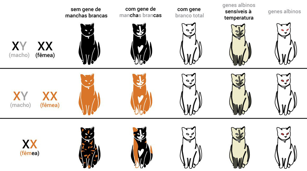 Como saber o sexo de um gato? Até mesmo observar a cor do pelo