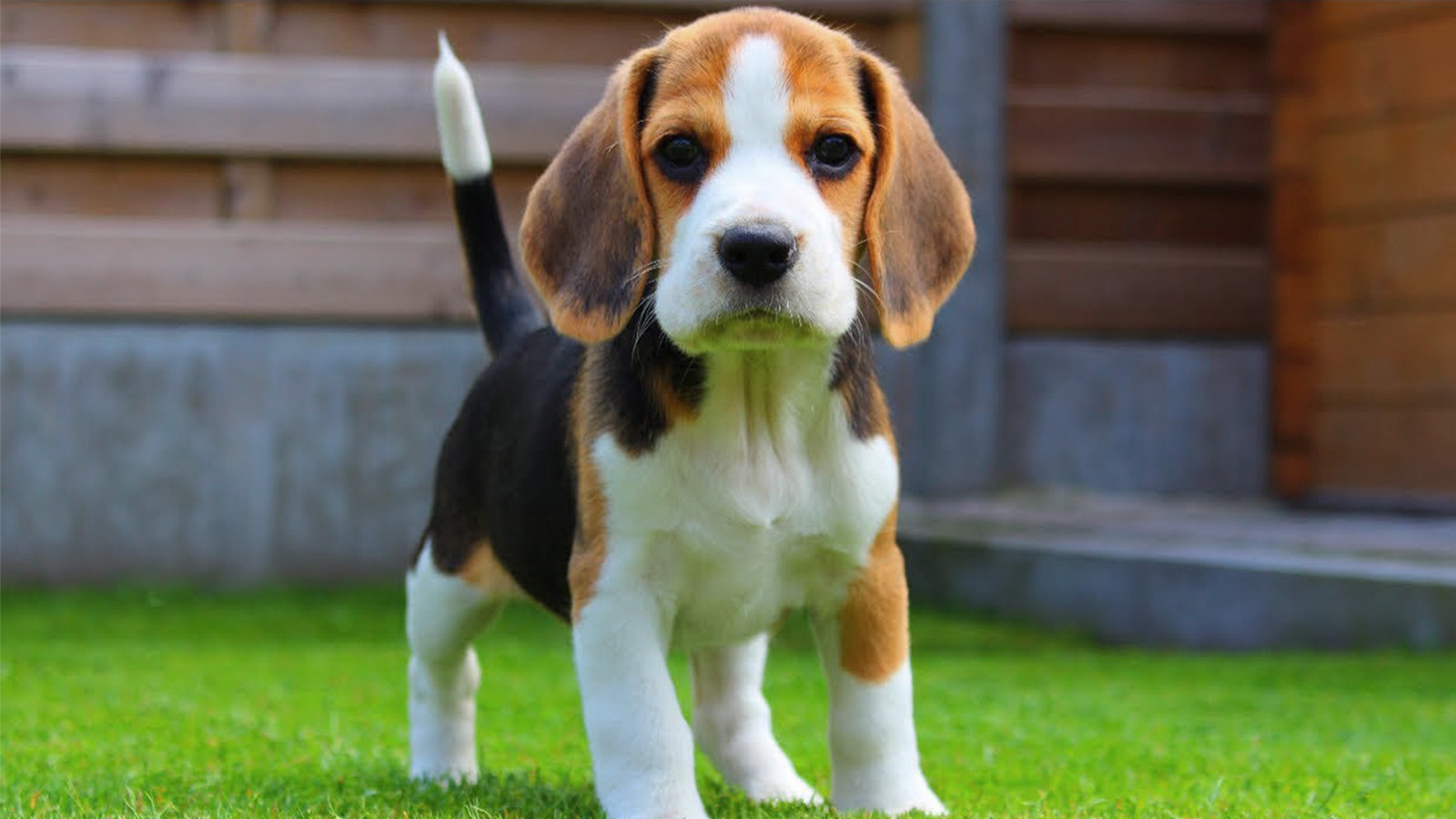 A origem da raça Beagle | Baw Waw