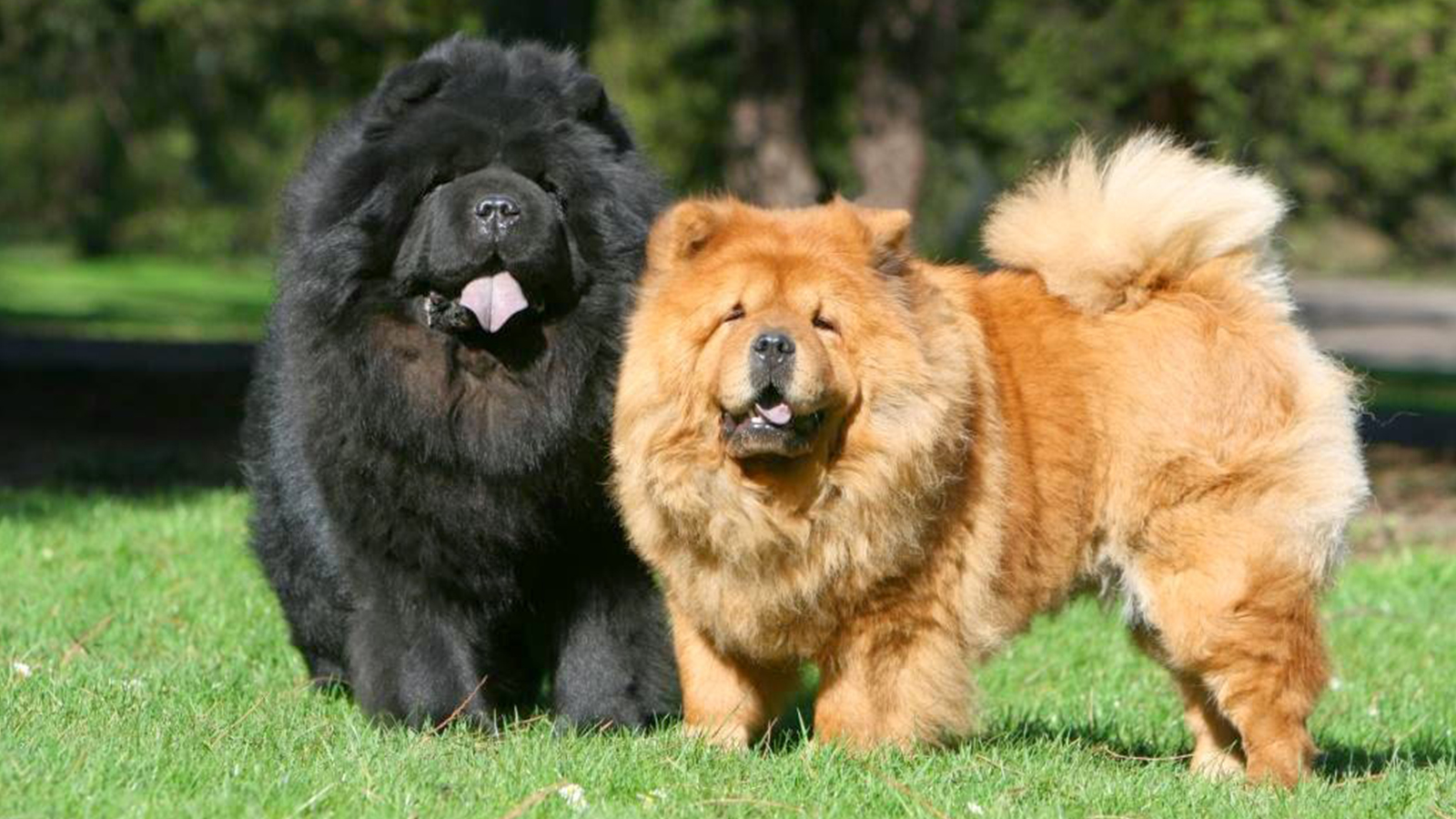 Chow Chow caramelo e preto juntos com lingua rosa