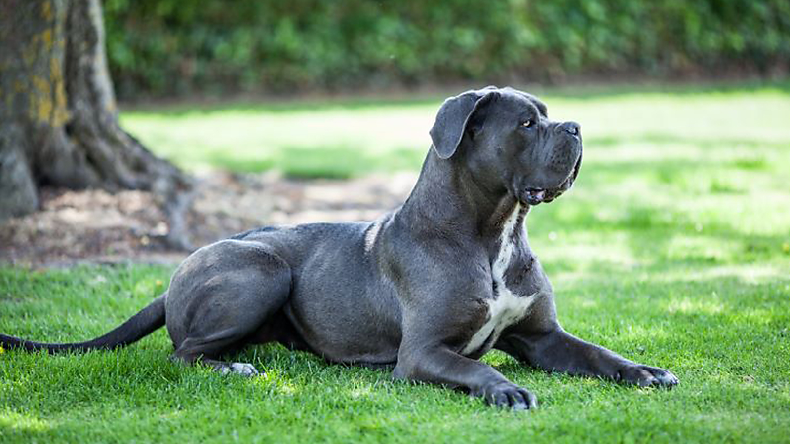 Cane Corso: a origem da raça