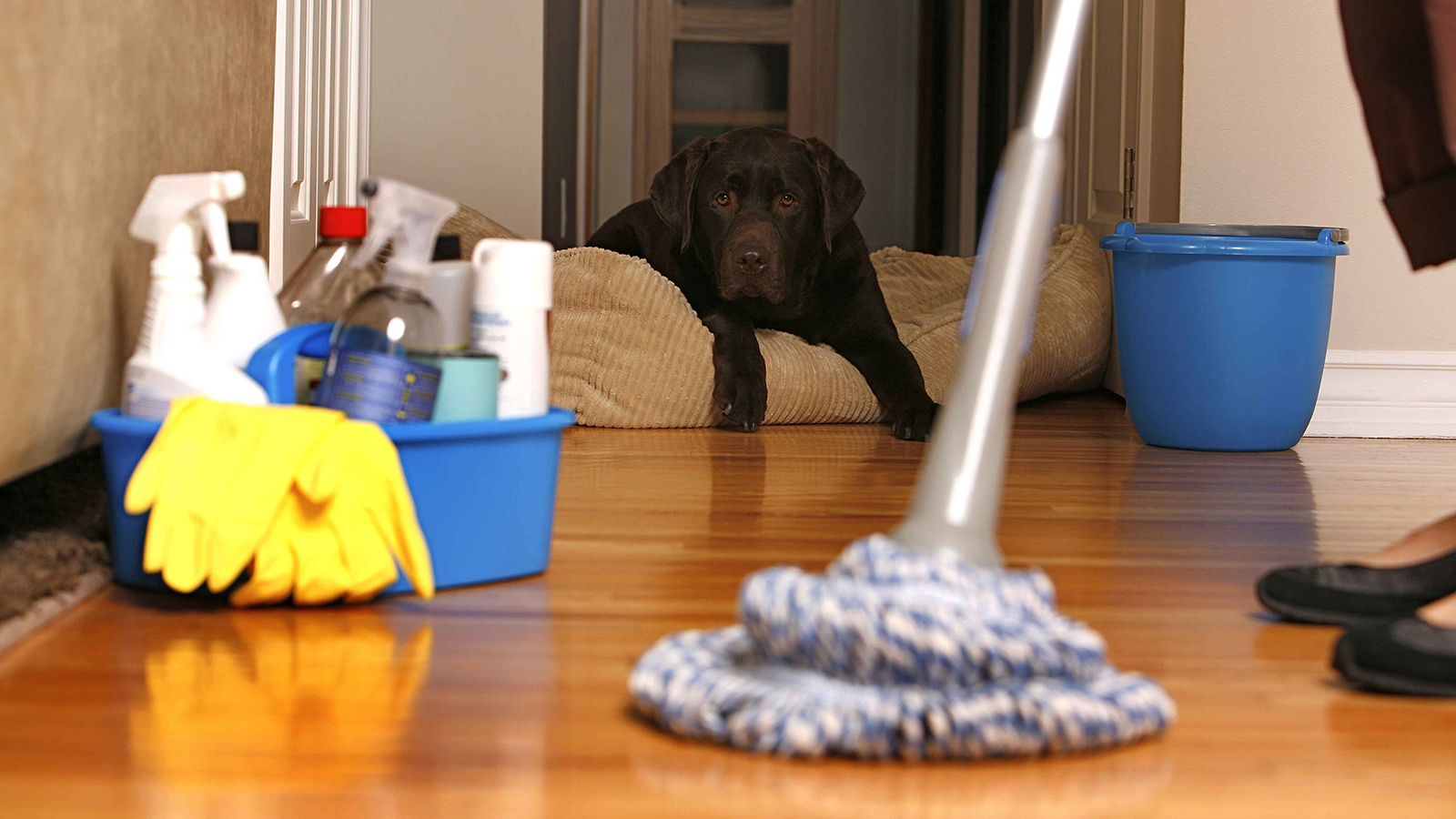 Como tirar o cheiro forte de urina e fezes de cães e gatos? | Baw Waw