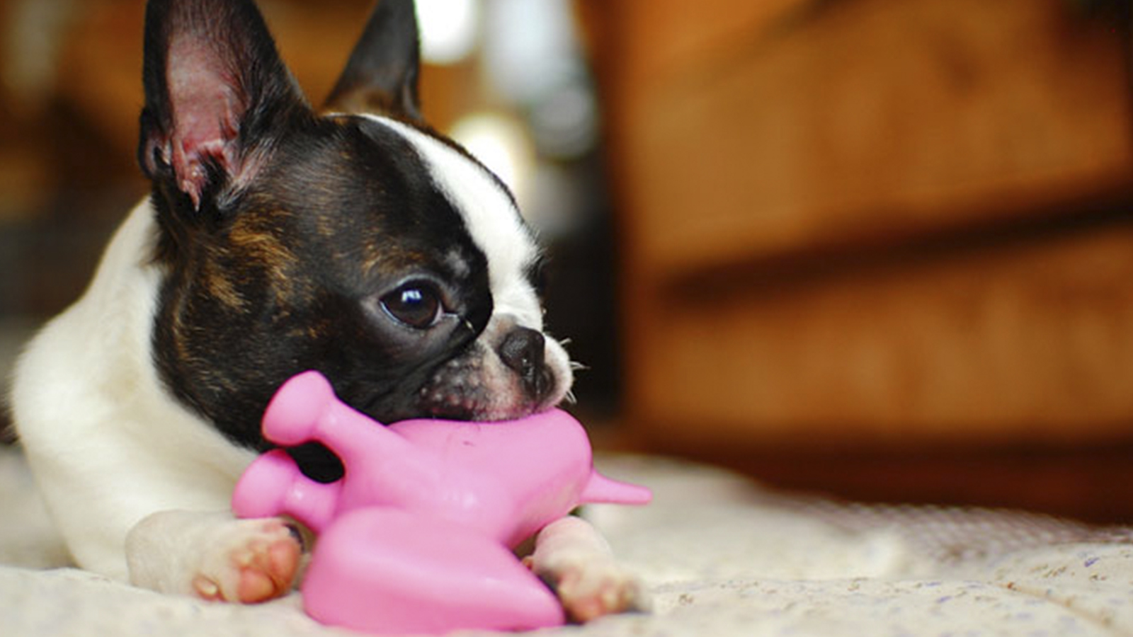 Brinquedos para enriquecimento ambiental canino!