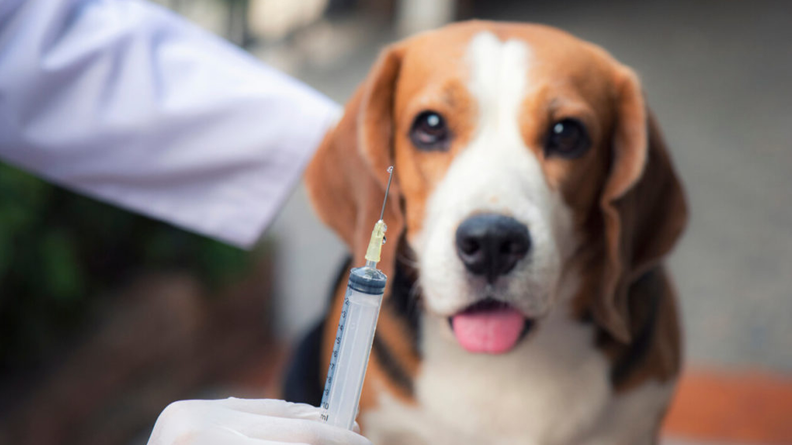 Pra fazer Efeito: Animais esquisitos no Brasil