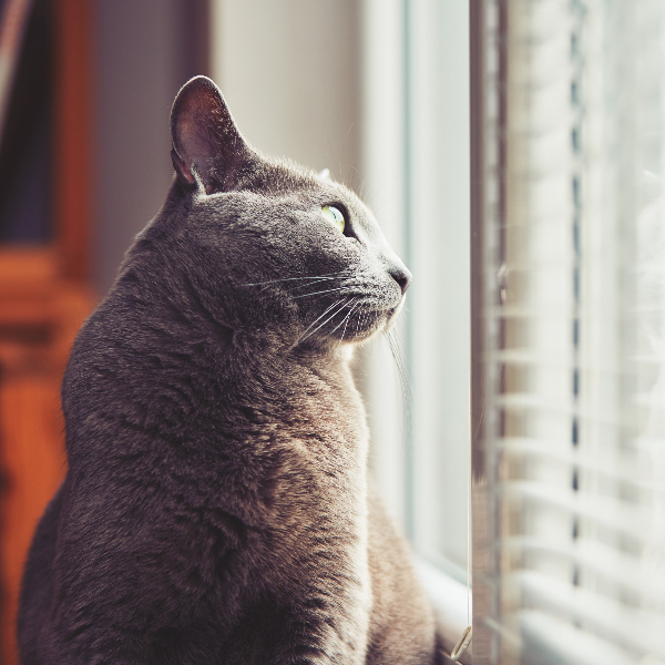 Gatos em apartamento: 5 cuidados para manter os felinos seguros e saudáveis