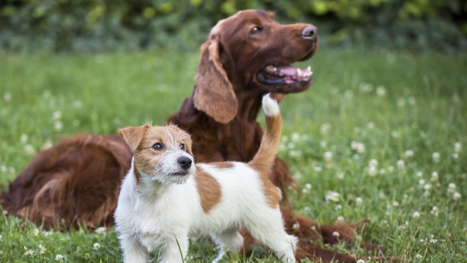 Antigo Cão de Pastor Inglês - Raças de Cachorros