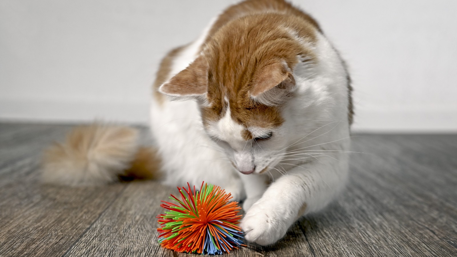 petisco comida para gatos, Brinquedo divertido para comida gato